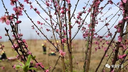紫金礦業(yè) 讓水更清、山更綠、礦山更美麗——文化藝術(shù)交流咨詢